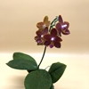 phalaenopsis sogo red star